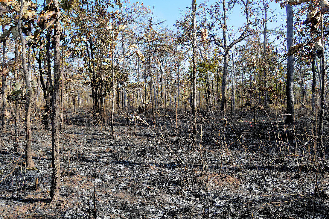 Cambodian Forest After Fire