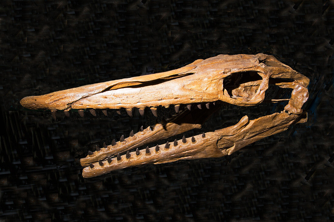 Tylosaurus Proriger Skull Fossil