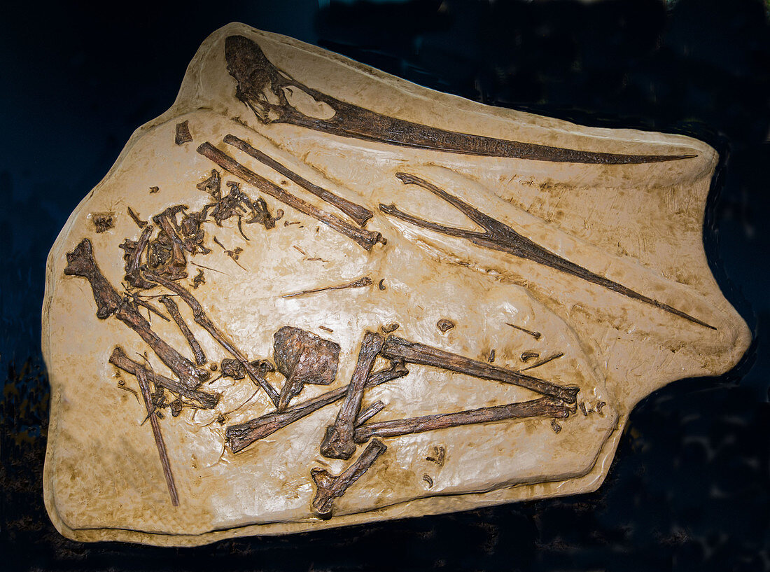 Pterosaur Pteranodon Fossil