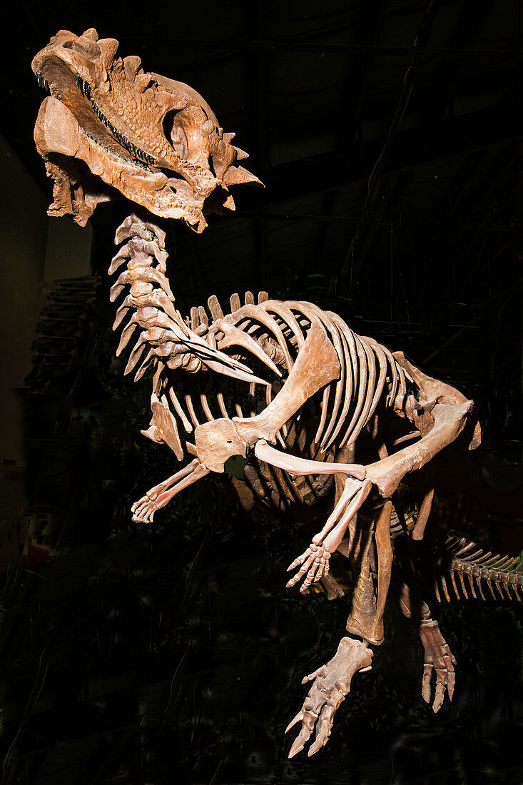 Pachycephalosaurus Dinosaur Fossil