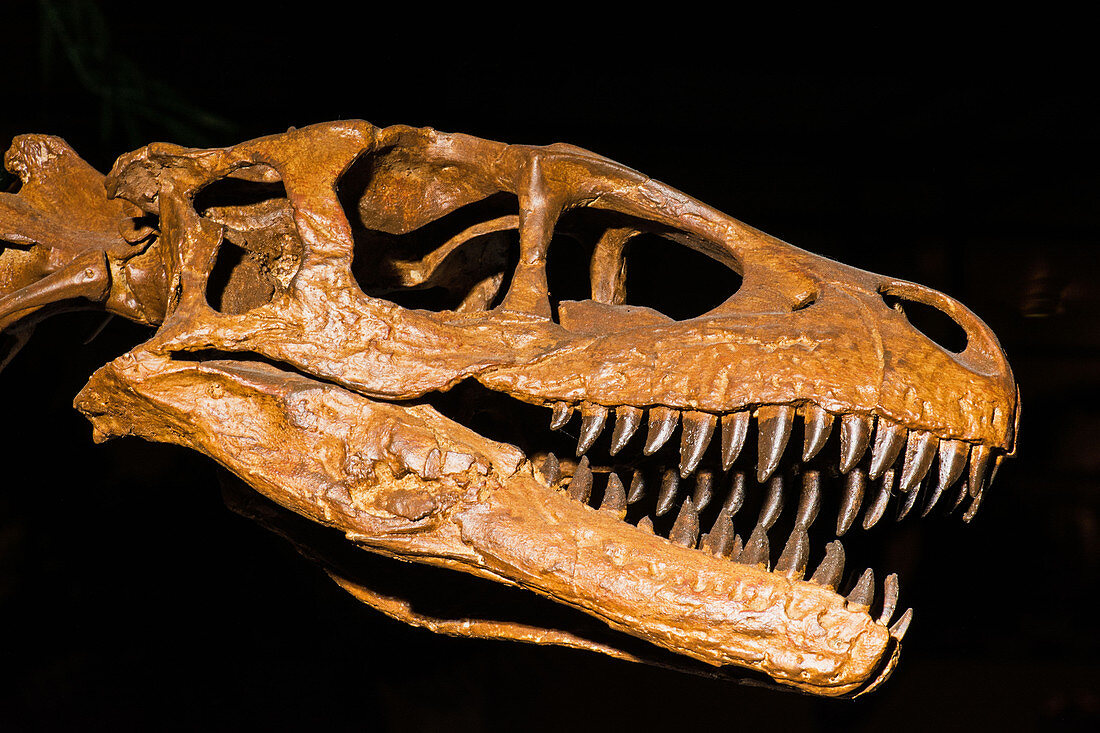Dromaesaurus Albertensis Dinosaur Skull Fossil