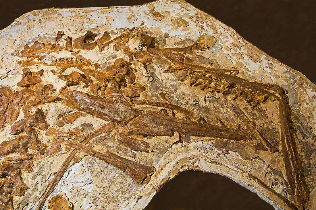 Platecarpus Ictericuc Fossil