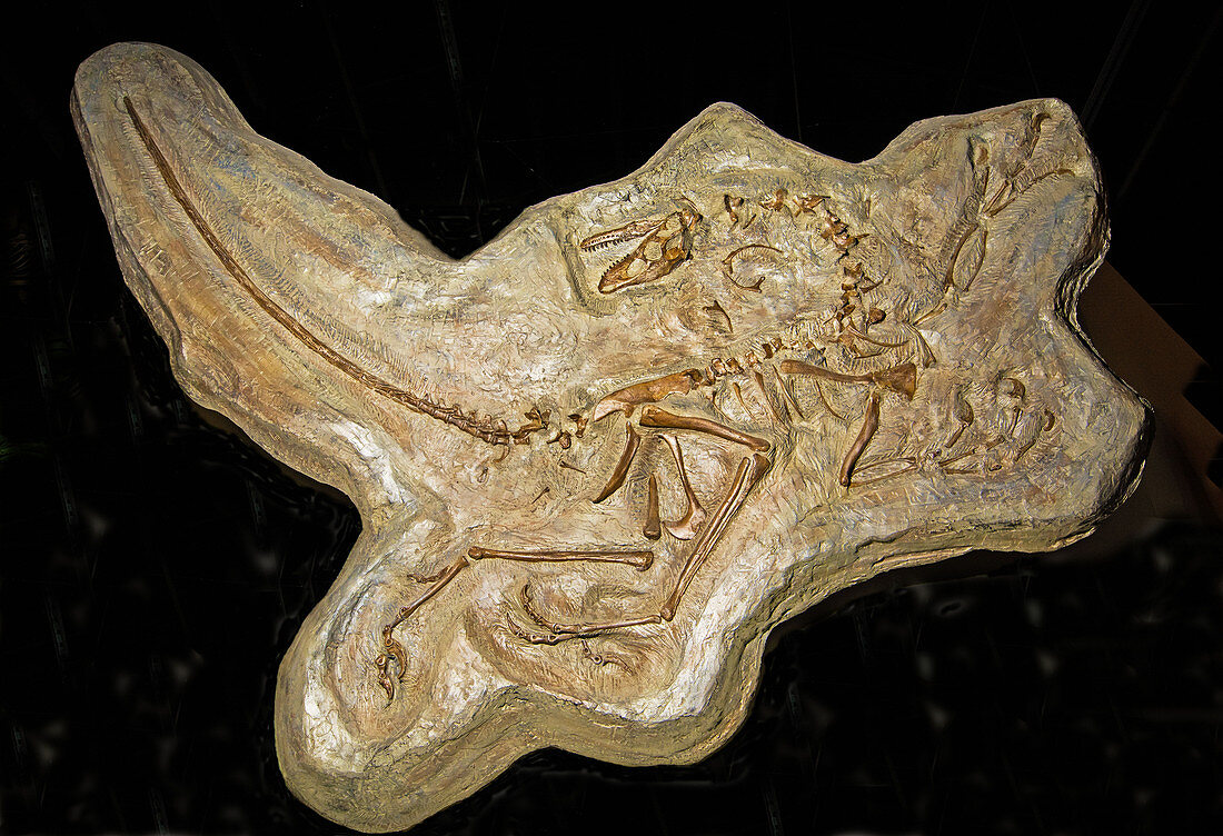 Dromaeosaurus Albertensis Dinosaur Fossil