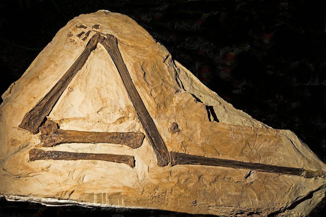 Pteranodon Sternberg Wing Fossil