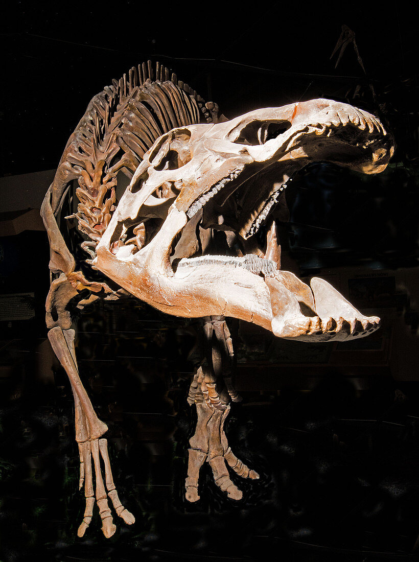 Edmontosaurus Annectens Dinosaur Fossil