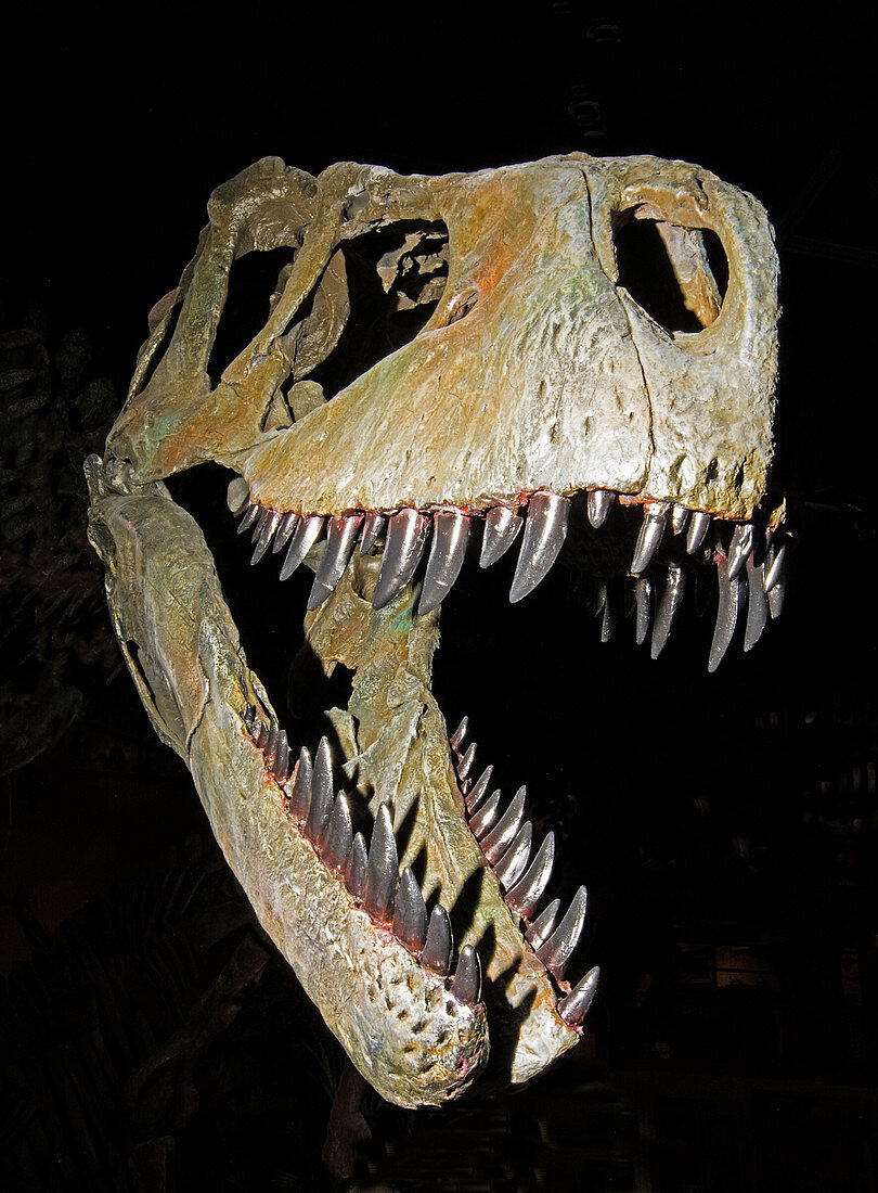 Albertosaurus Sarcophagus Skull Fossil
