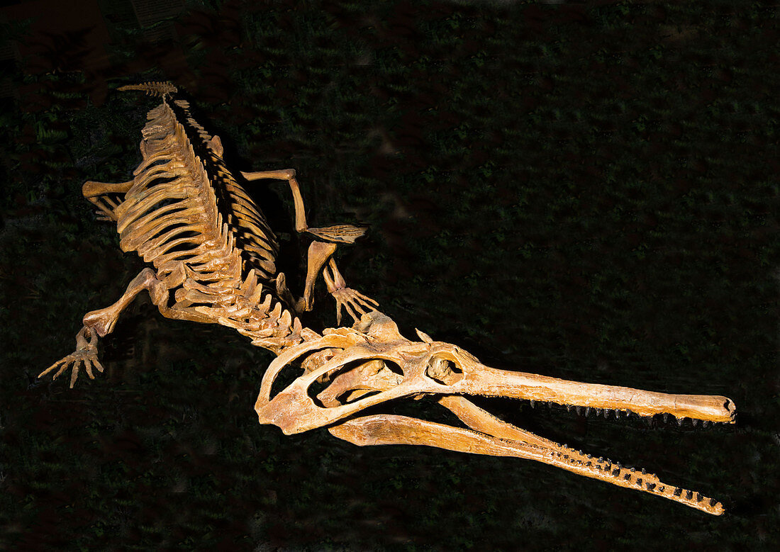 Champsosaurus Laramiensis Fossil