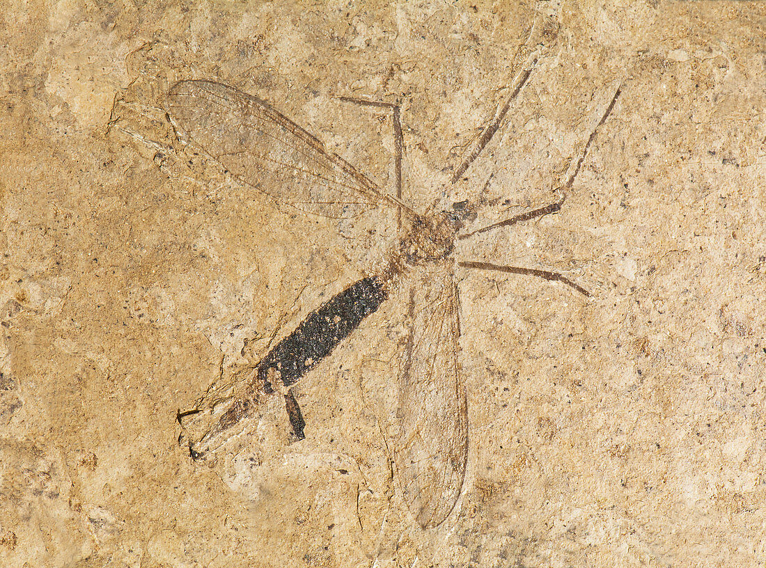 Crane Fly Fossil