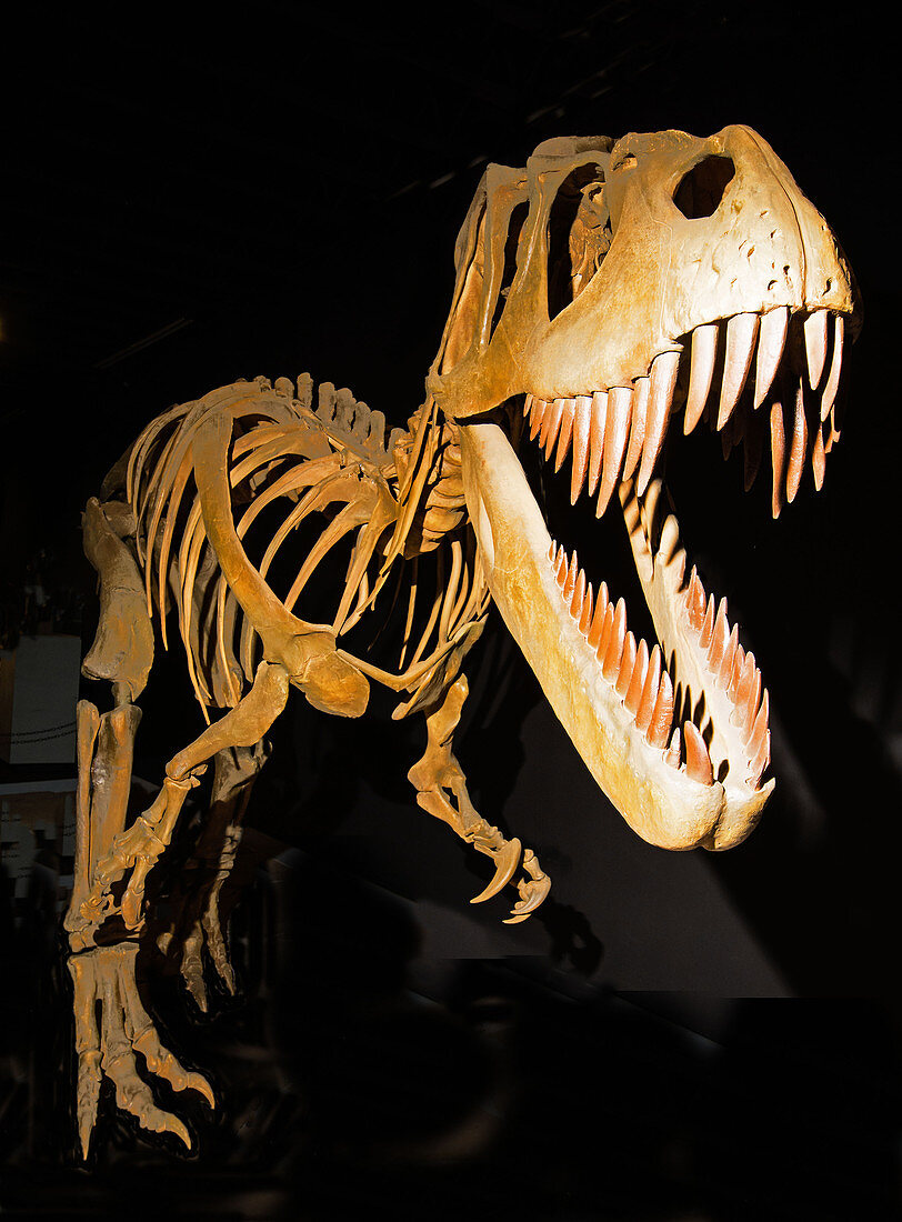 Torvosaurus Tanneri Dinosaur