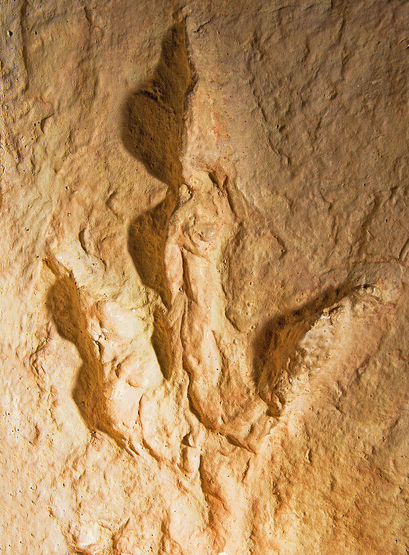 Dinosaur Footprint Fossil