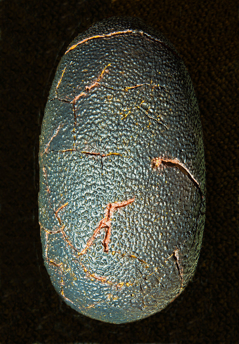 Theropod Dinosaur Egg