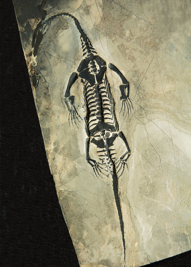 Keichousaurus Marine Reptile Fossil