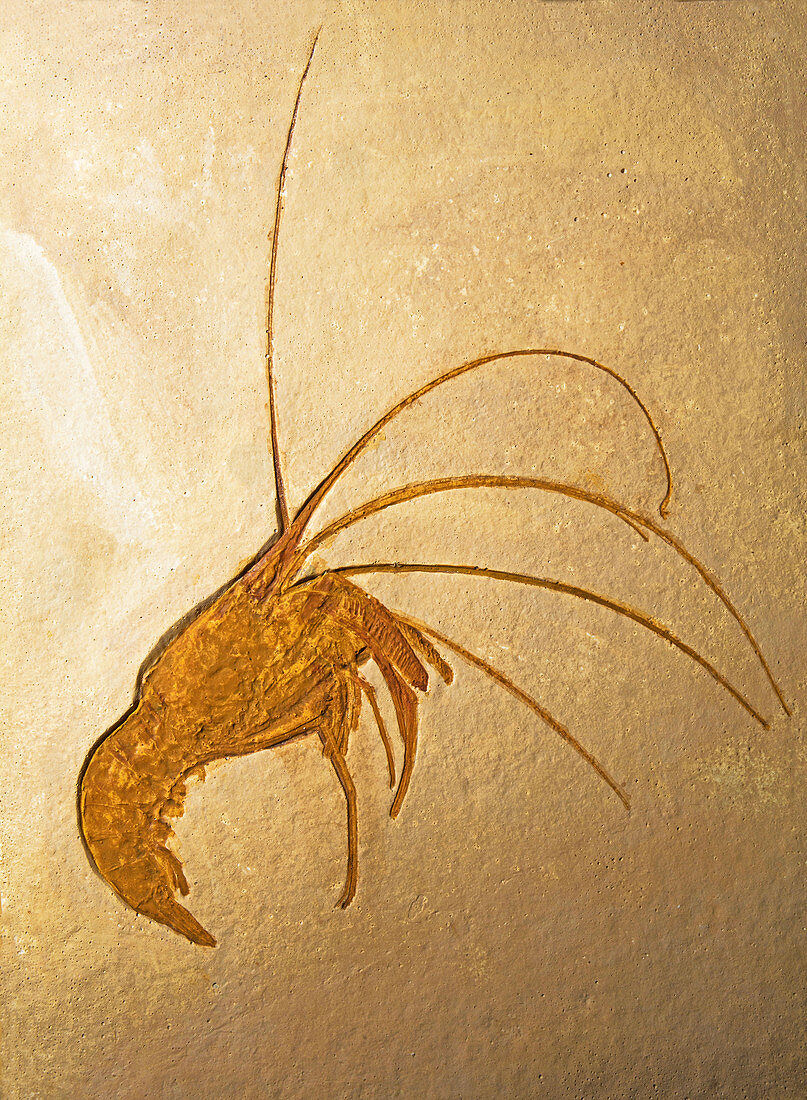 Shrimp Fossil