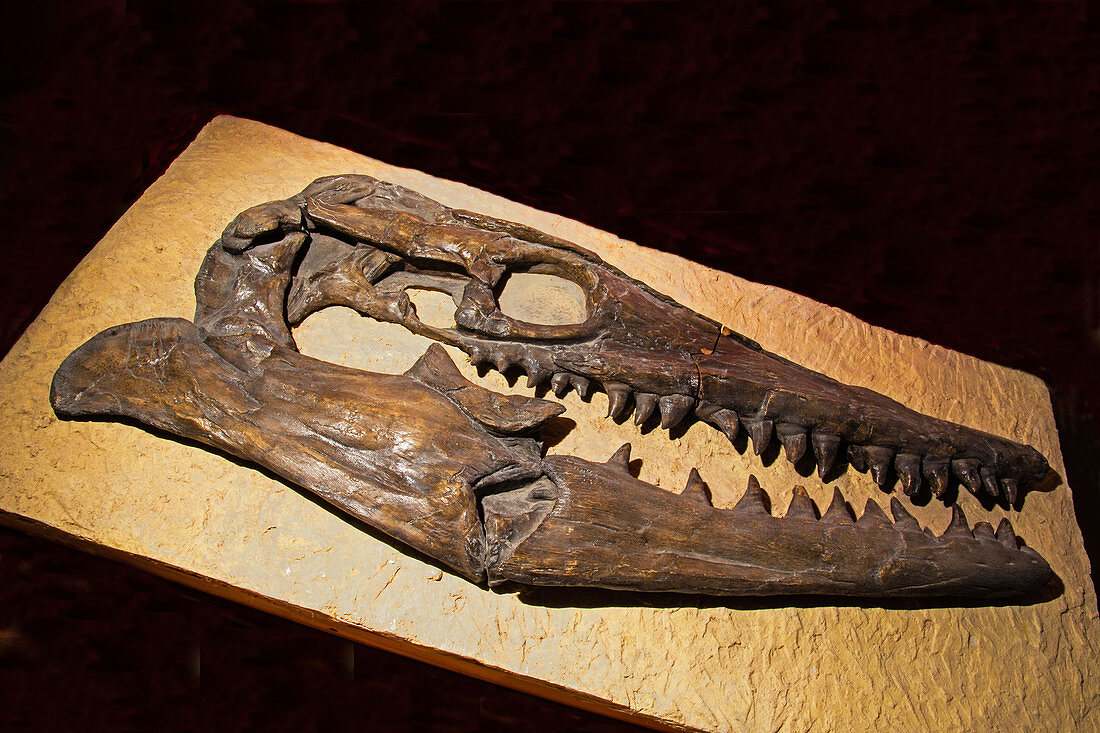 Tylosaurus Skull Fossil