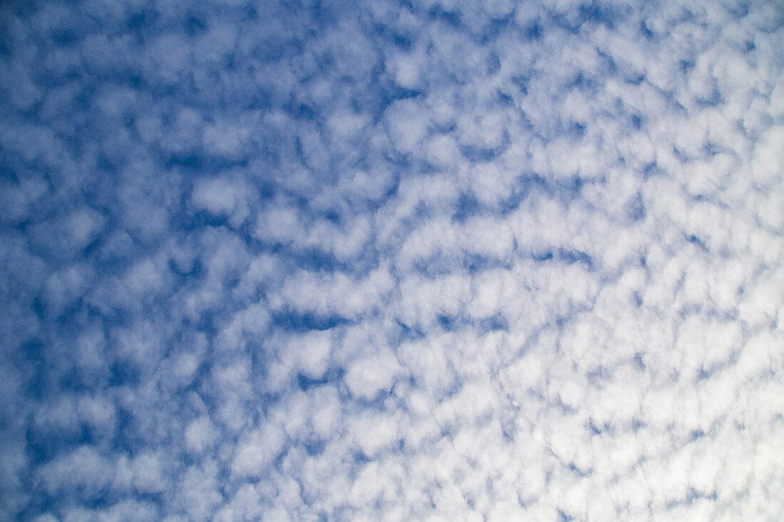 Altocumulus undulatus Clouds