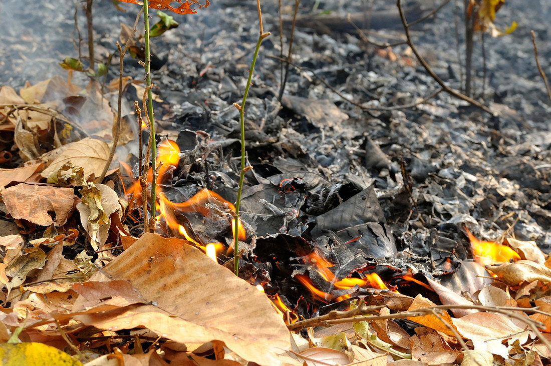 Leaf-Litter Fire