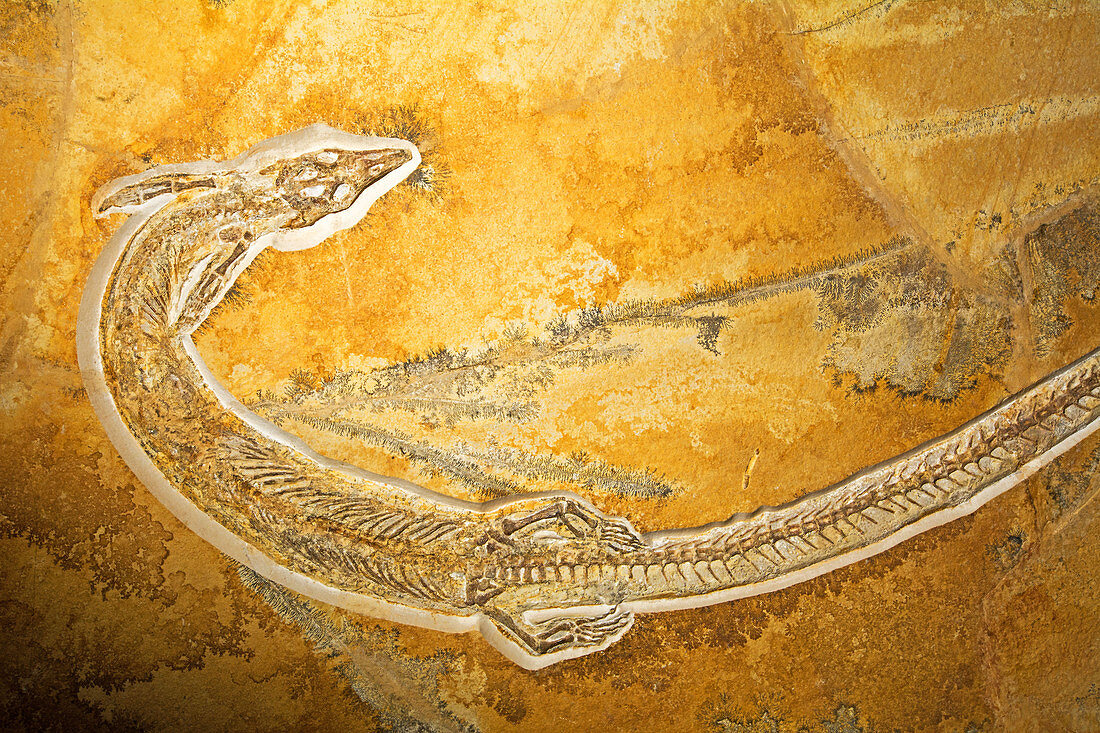 Pleurosaurus Goldfussi