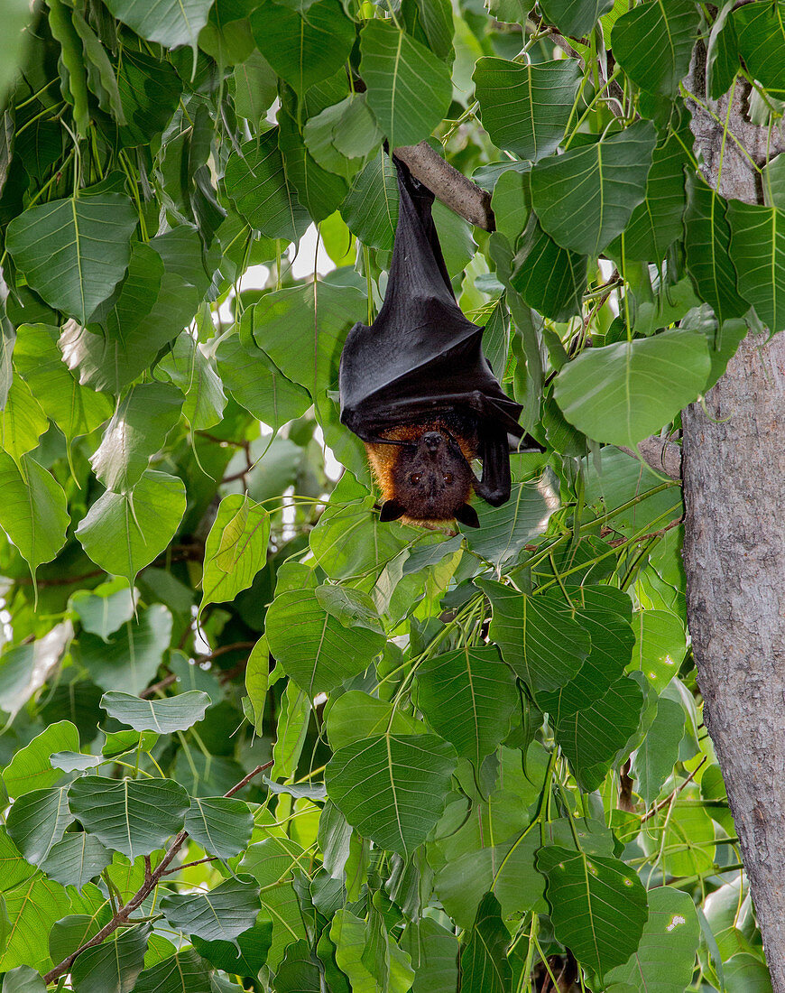 Lyle's flying foxes