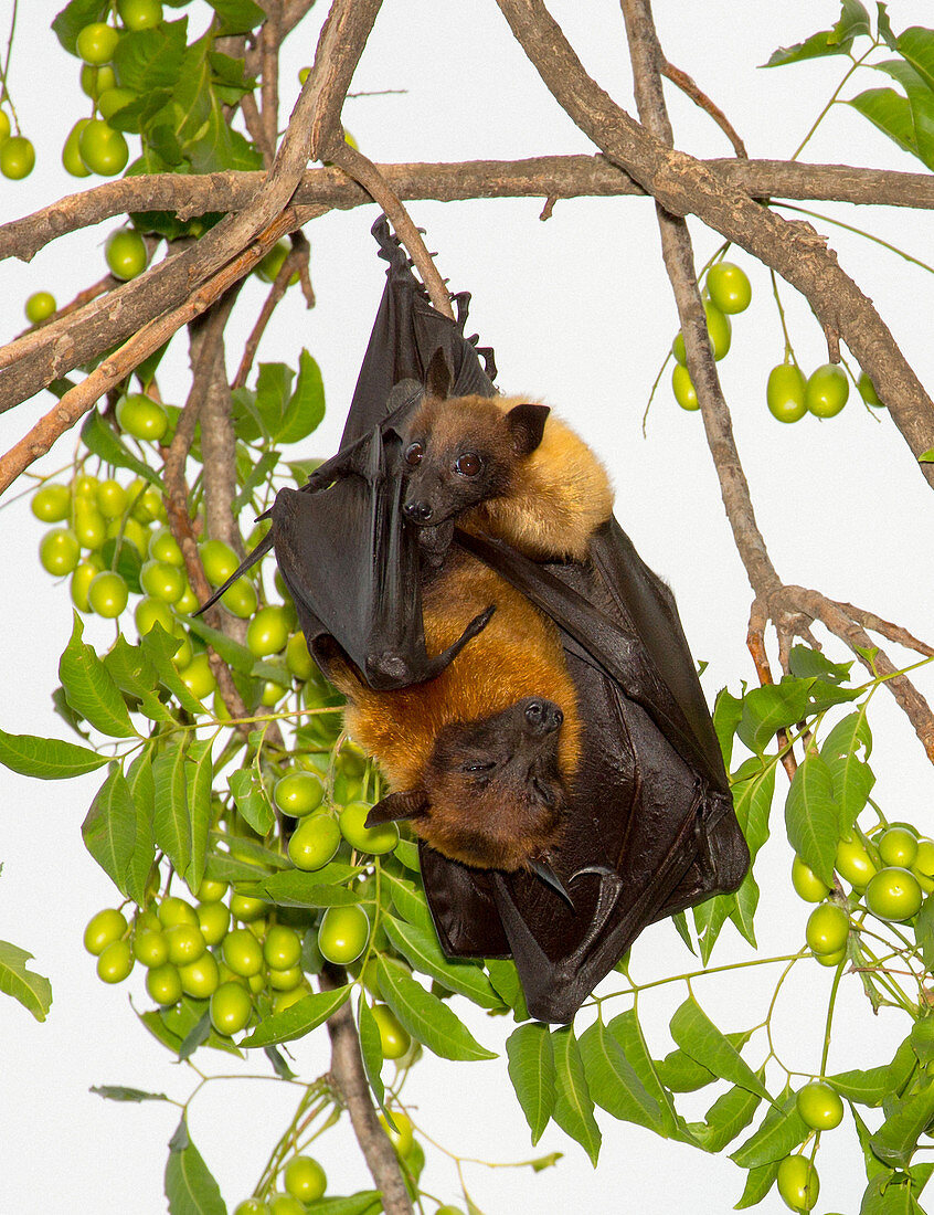 Lyle's flying fox with pup