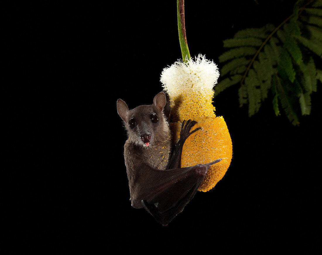 Cave nectar bat at flower
