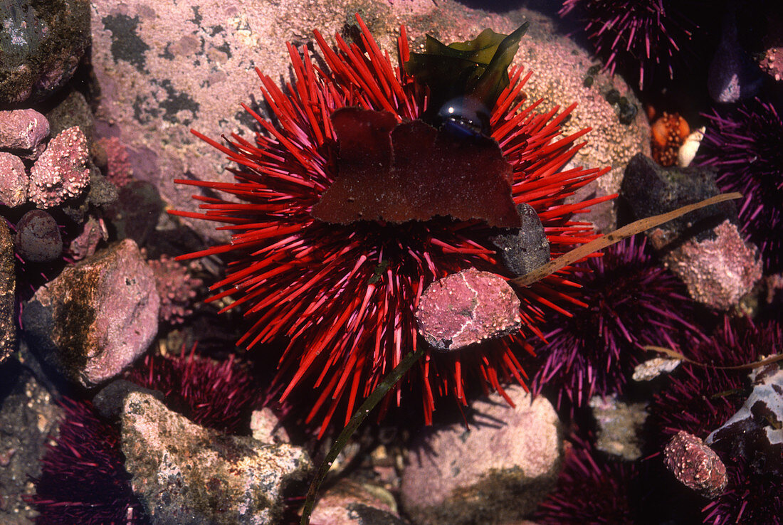 Sea Urchin Disguise