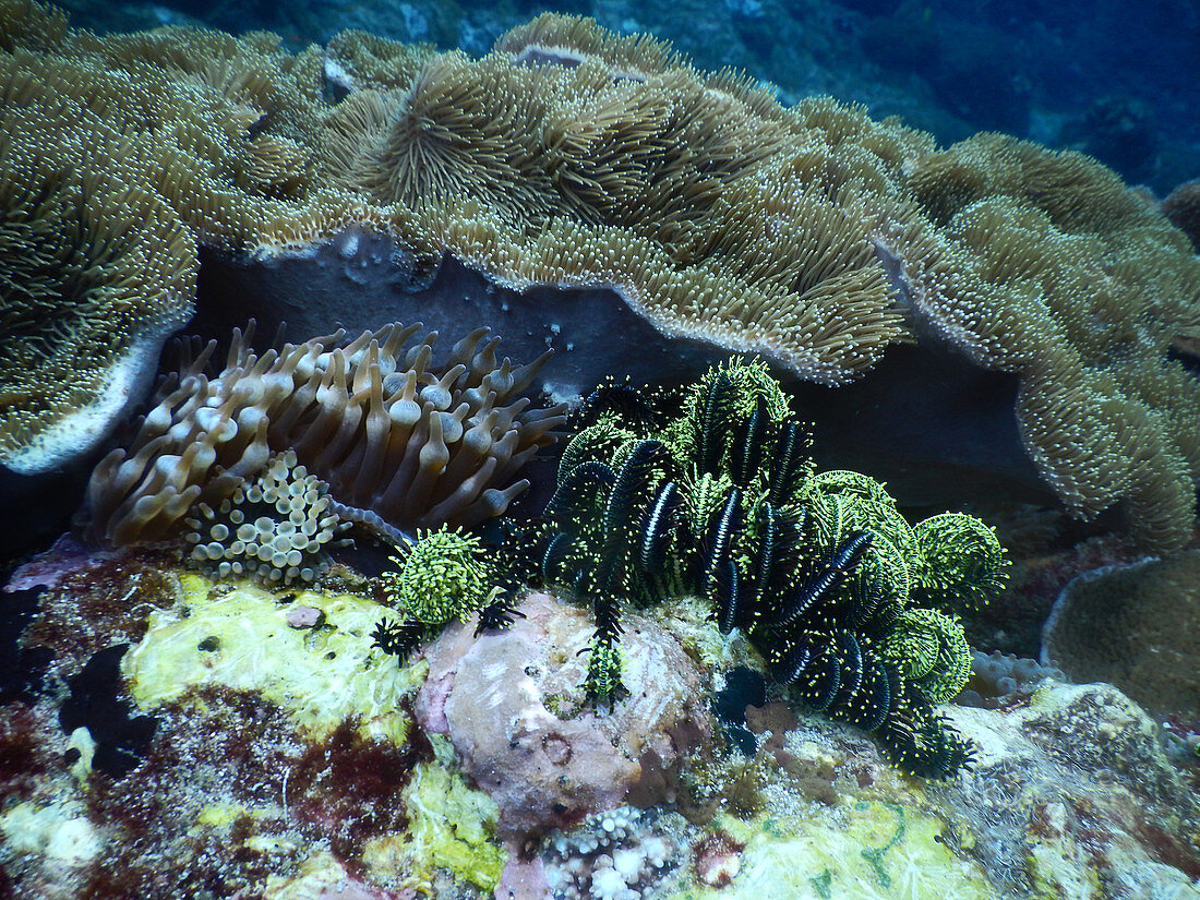 Coral, Anemones & Crinoid