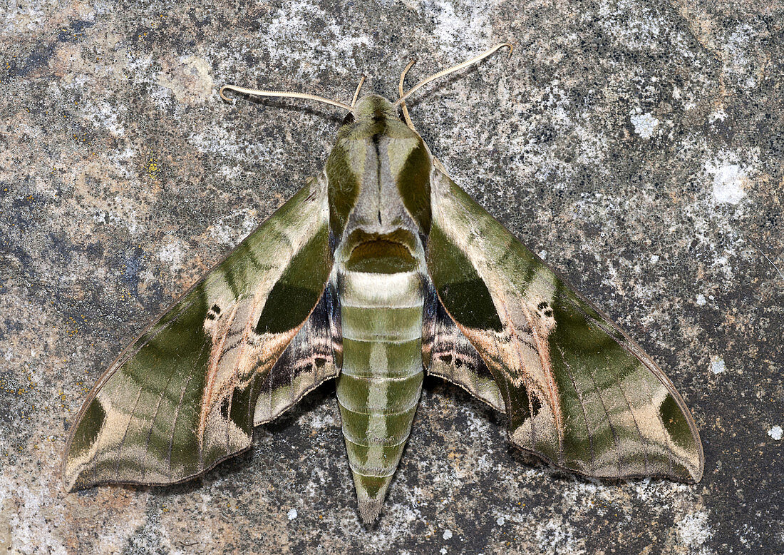 Pandorus Sphinx Moth, Eumorpha pandorus