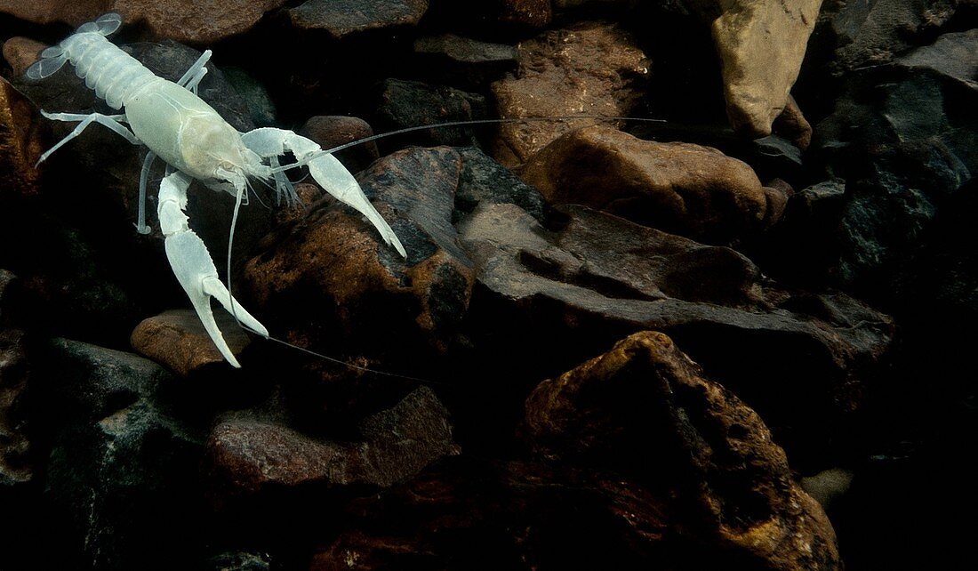 Oklahoma Cave Crayfish