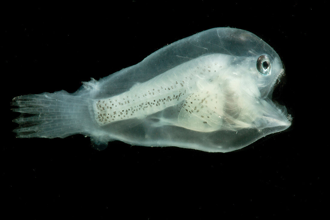 Larval Anglerfish