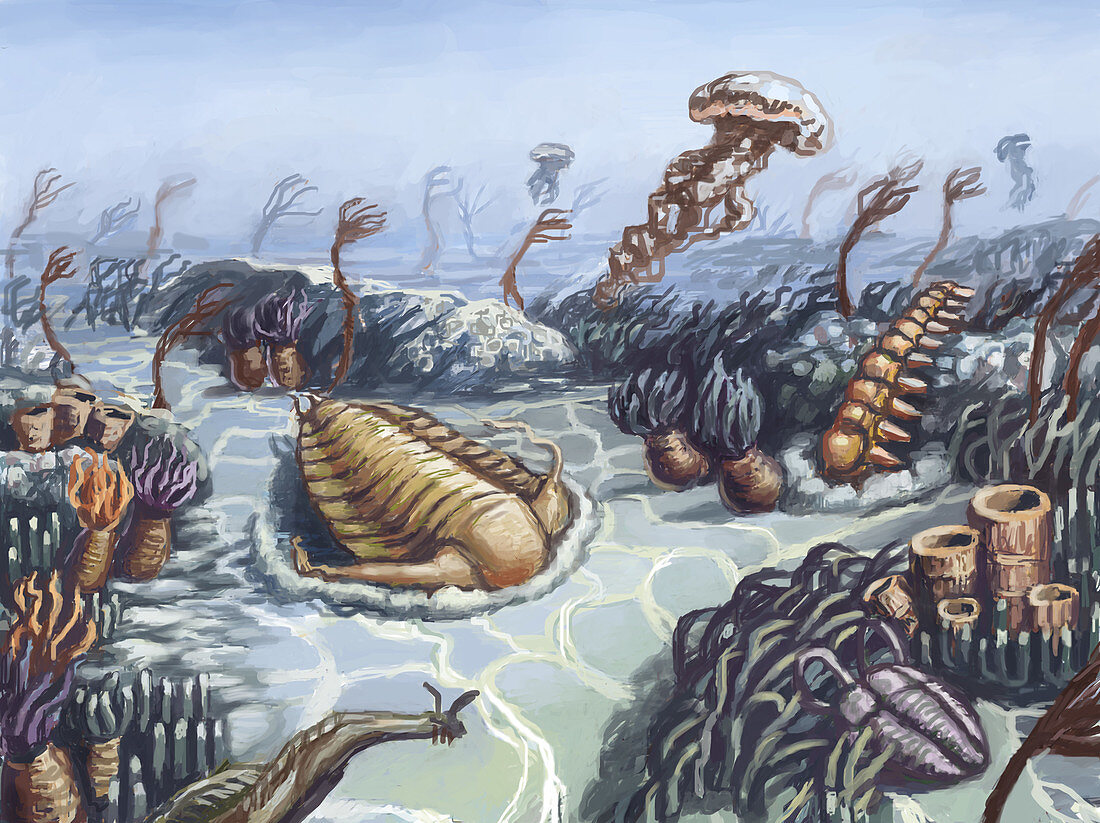 Cambrian Period, Illustration