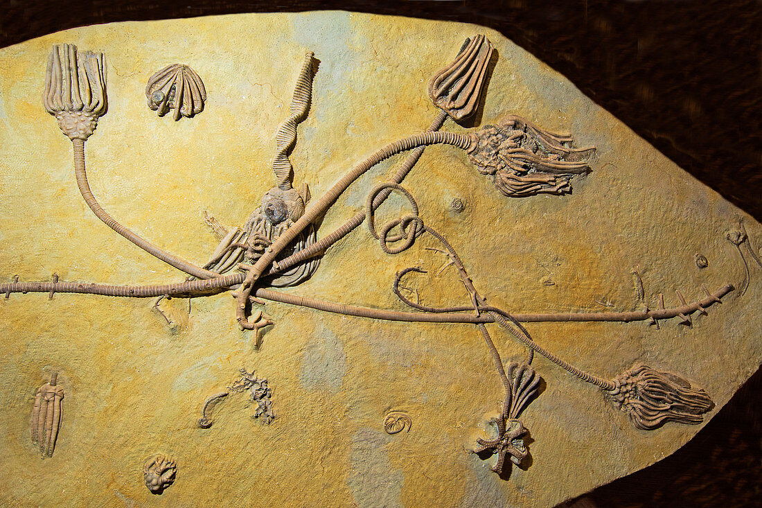 Echinoderm Feather Star Fossils