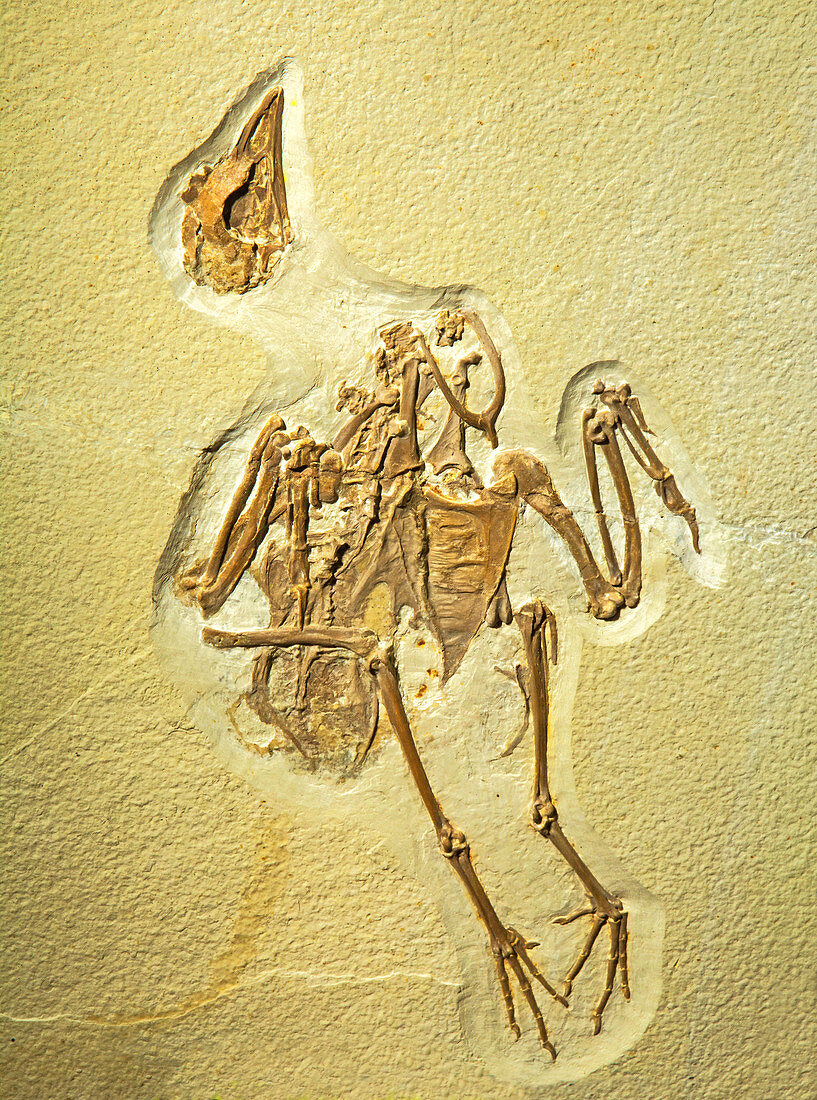 Gallinule Bird Fossil