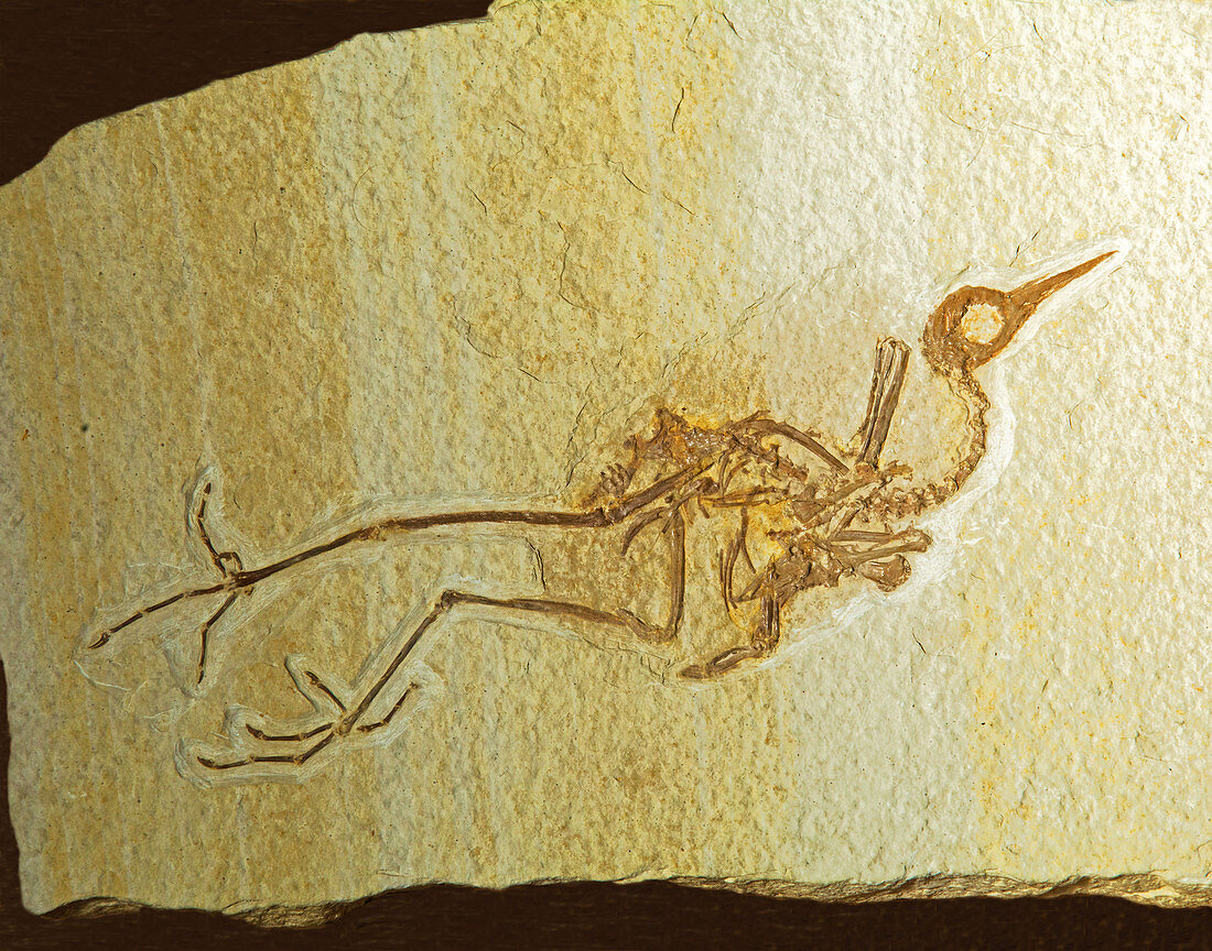 Primobucco Mcgrewi Bird Fossil