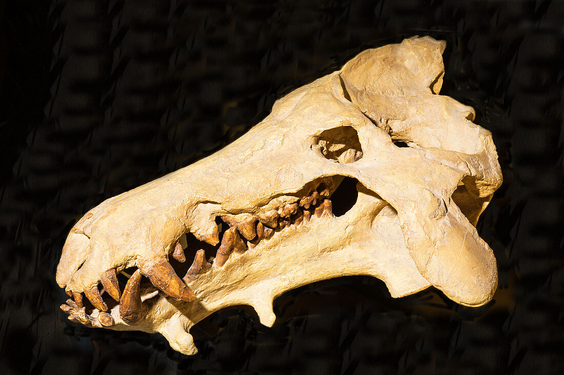 Archaeotherium Skull Fossil