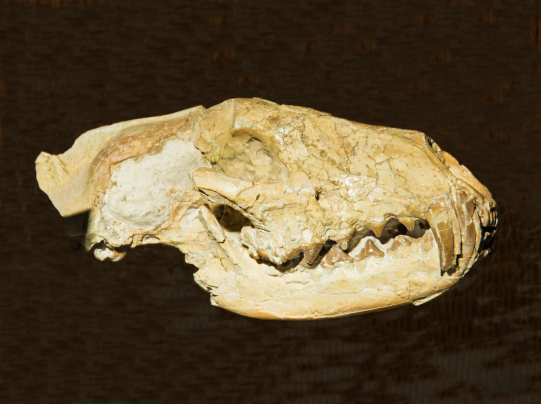 Bear Dog Daphoenodon Skull Fossil