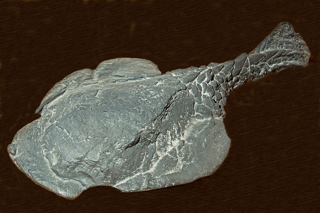 Pancake Fish Fossil