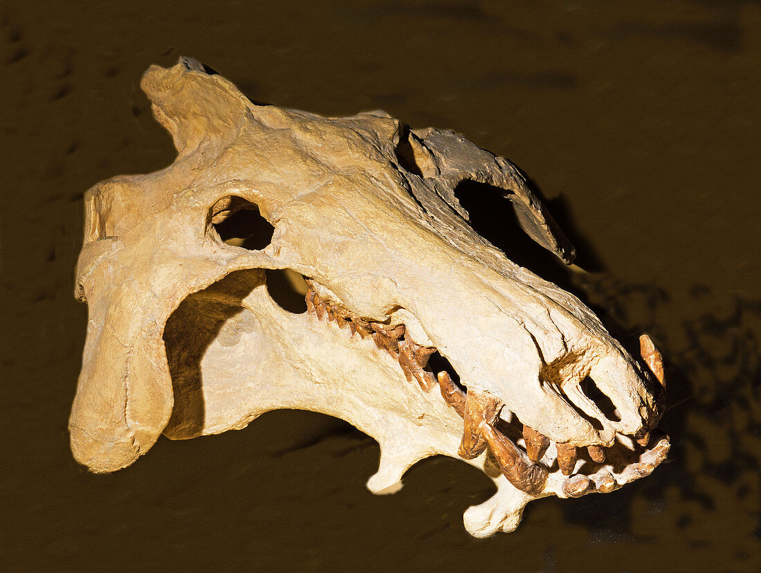 Archaeotherium Mortoni Skull Fossil
