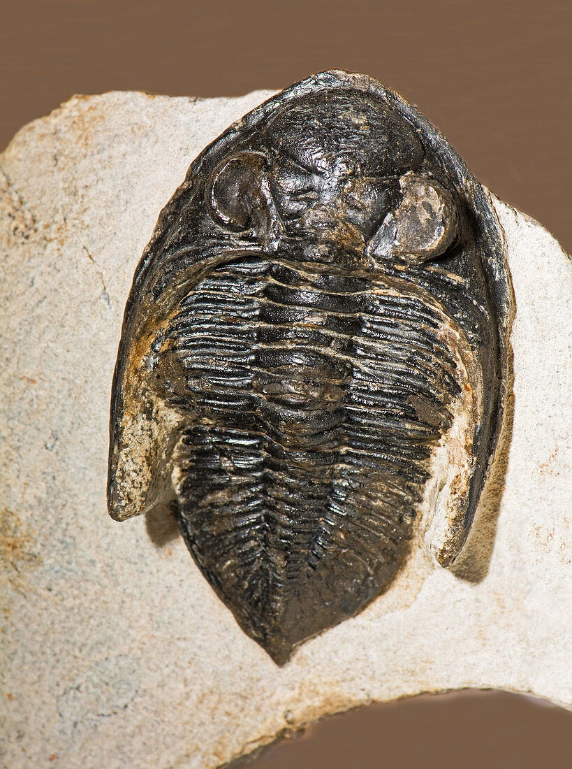 Trilobite Odontochile Rugosa Fossil