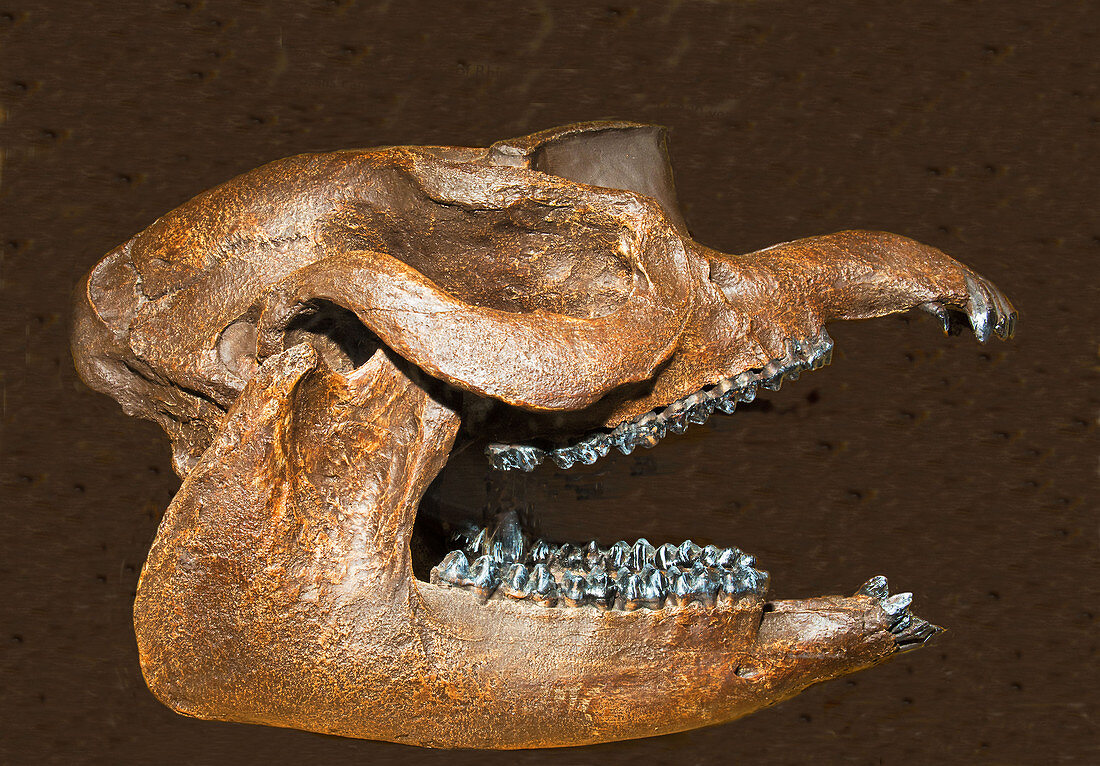 Giant tapir Skull Fossil