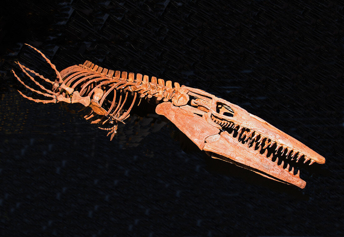 Tylosaurus Proriger