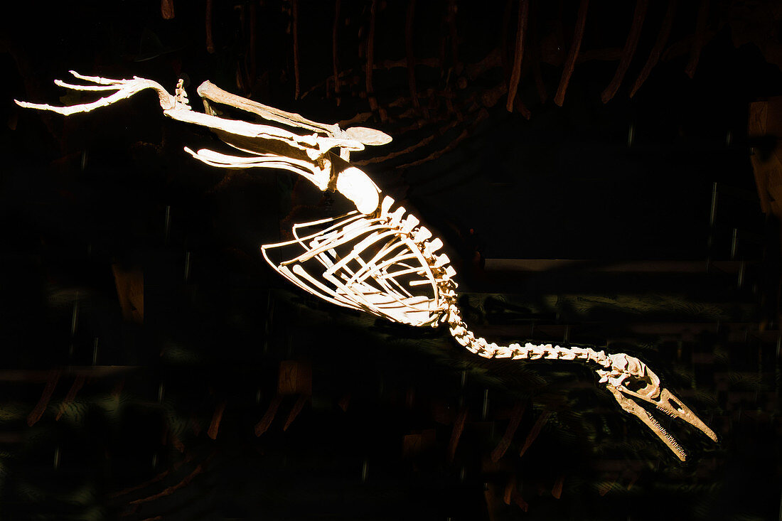 Hesperornis Gracilis Bird Fossil