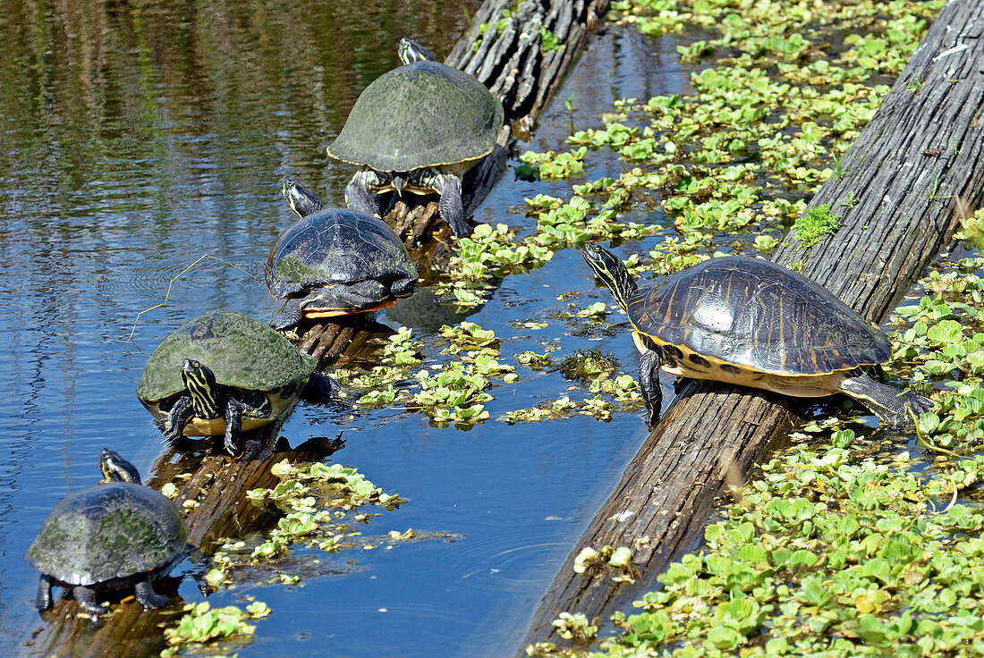 Turtles (Pseudemys sp.) basking
