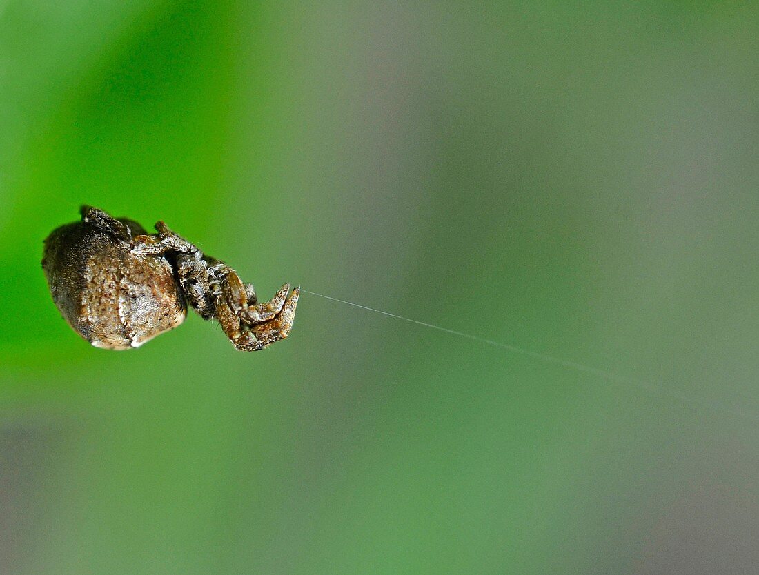 Triangle-weaving Spider
