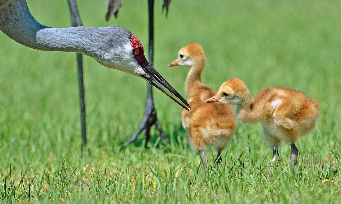 Florida Sandhill Crane