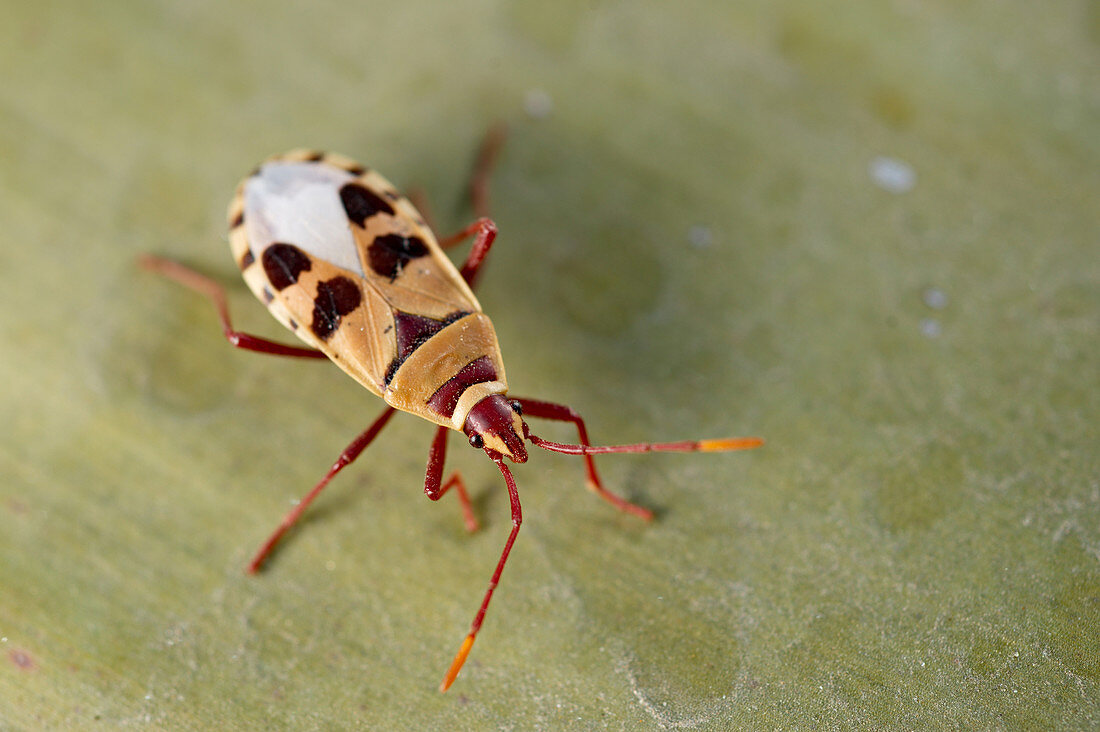 Welvitschia bug