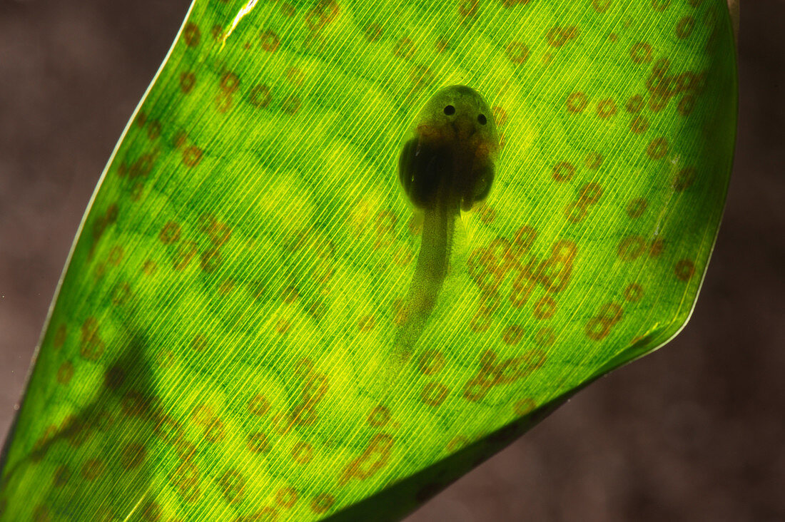 Poison Dart Frog Tadpole on Bromeliad