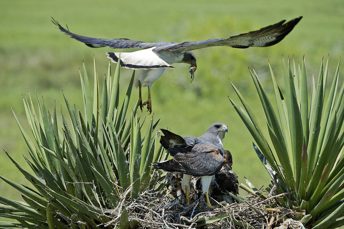 White-tailed Hawk Family