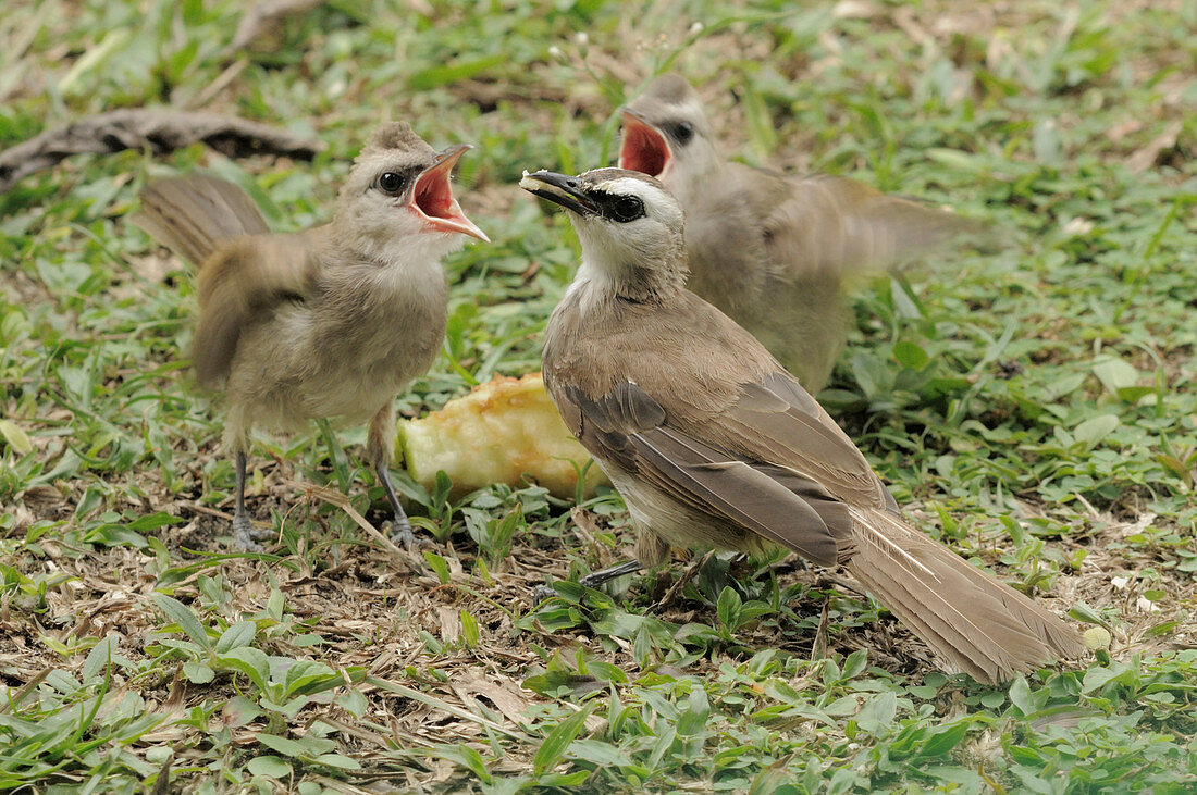 Young Yellow-vented bulbuls