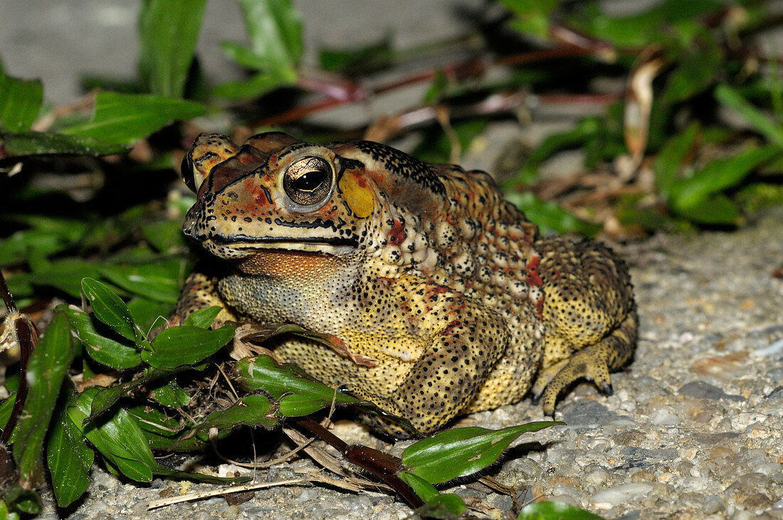 Common Sunda toad
