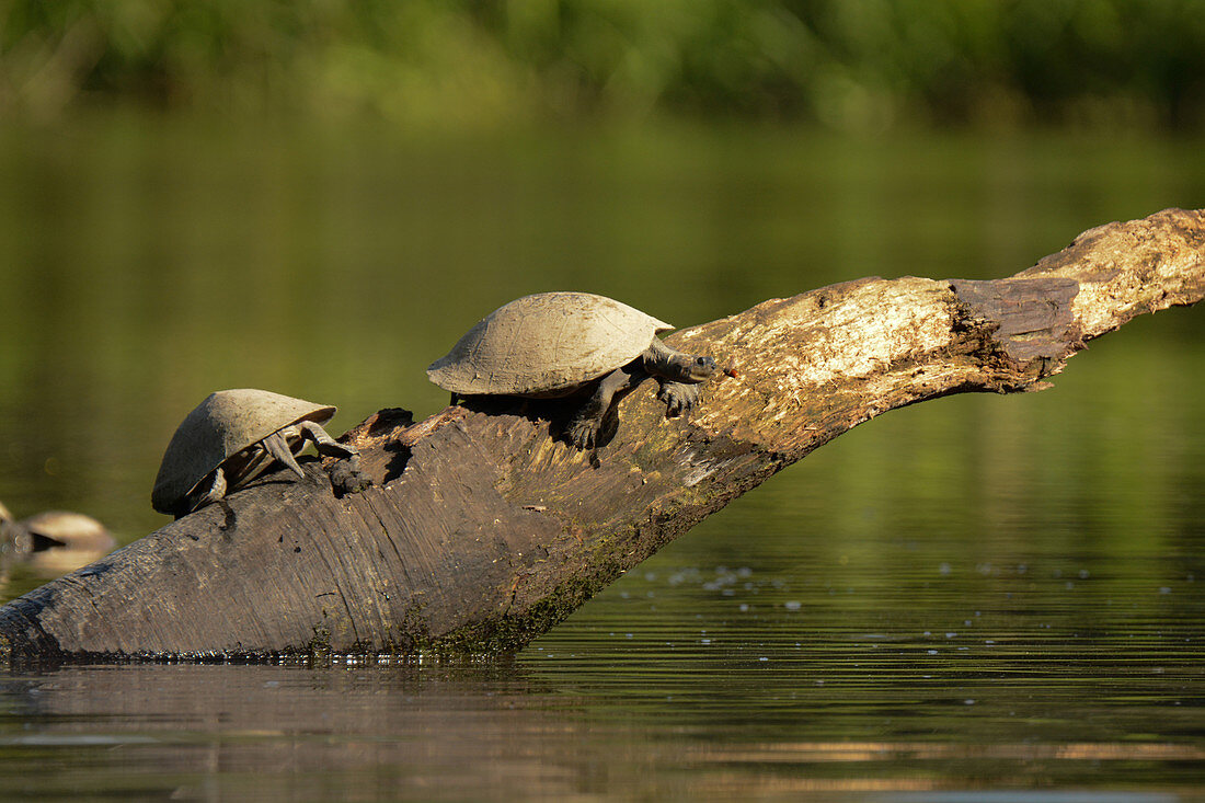 Giant Amazon River Turtles